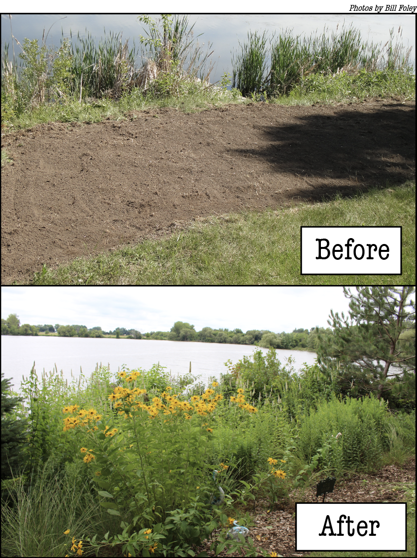Before and after lakeshore views along the shoreline showing newly removed grass in the before and trees, shrubs, grasses and beautiful native plants with yellow and purple flowers in the after.