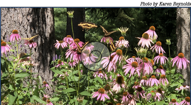 Five yellow and black swallowtail butterflies flit among a group of purple coneflower.